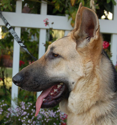 Annie von Stern profile